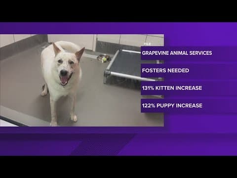 Grapevine Animal Service asking for fosters amid huge surge in puppies, kittens