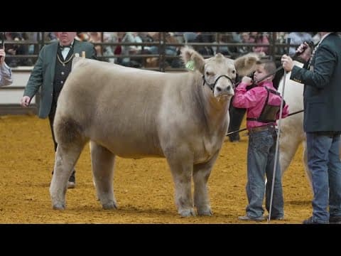 2025 Fort Worth Stock Show and Rodeo Steer highlights