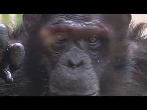 New International Chimpanzee Complex with 21 chimps opening today at Indianapolis Zoo
