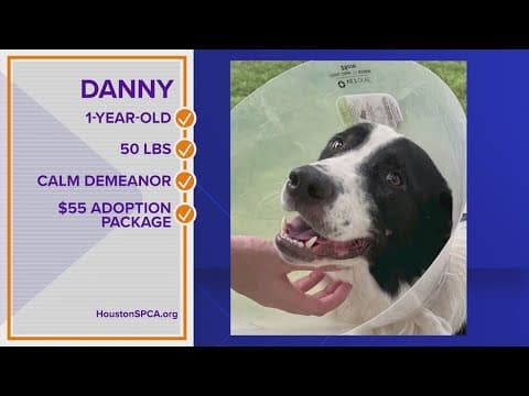 Could Danny be your Pawfect Match?