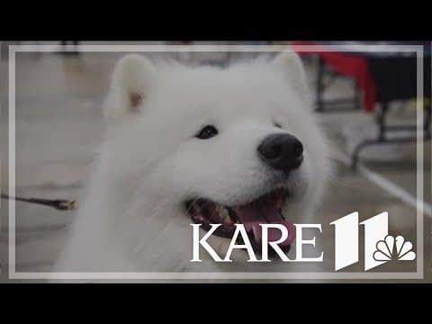 Preview: The National Dog Show will see lineup of nearly 2,000 dogs