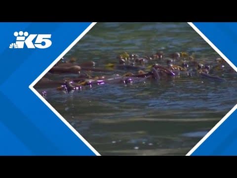 State, Squaxin Island Tribe join forces to protect kelp