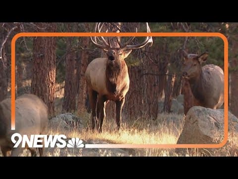 Elk rut will close areas of Rocky Mountain National Park
