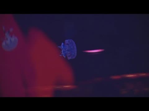 SeaWorld San Diego unveils 'Jewels of the Sea: A Jellyfish Experience'