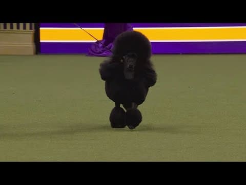 Miniature poodle named best in show at Westminster Dog Show