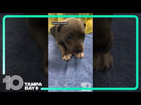 Puppy given Narcan after accidental fentanyl overdose in California