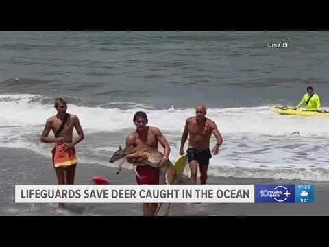 Florida lifeguards save deer caught in the ocean as sharks circle