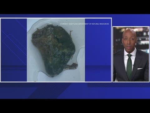 Officials warn of algae mats in the Potomac River