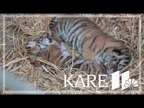 Como Zoo celebrates first Amur tiger births in over 40 years