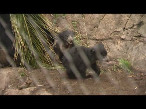 Zoo Day | Meet the Sloth Bear