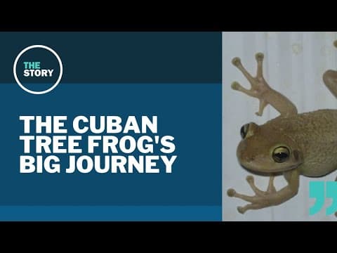 The little frog that could make a big splash in Oregon