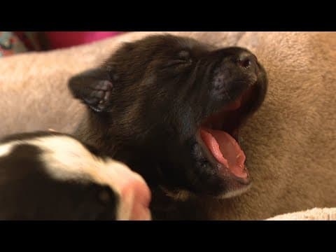 7 puppies abandoned in box, left to die