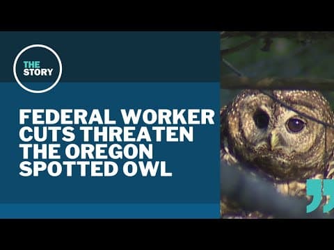 Environmental nonprofit says Trump cuts could threaten Oregon's spotted owl population