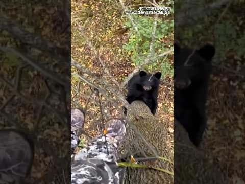 BEAR SCARE: Wisconsin hunter has close encounter with a black bear while in a tree stand!