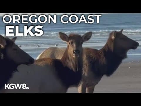 Herd of elk spotted roaming on Oregon's Cannon Beach