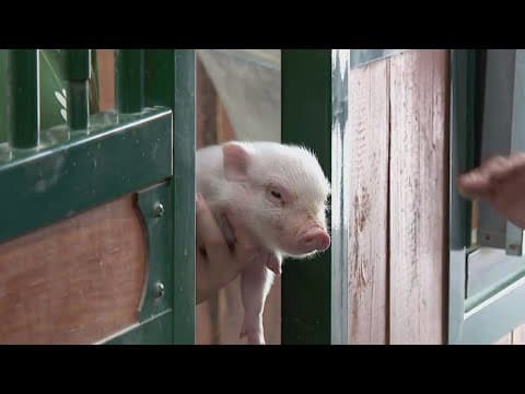 Houston SPCA celebrates 100 years of service