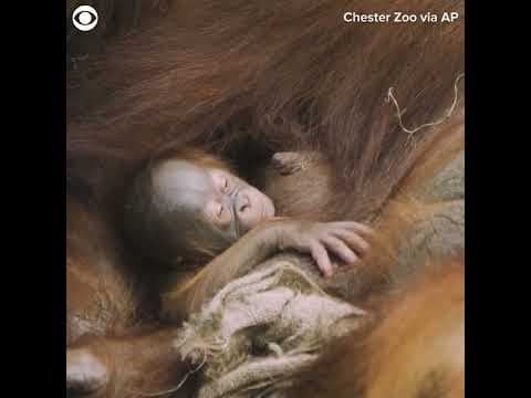 Orangutan baby born at zoo in England #shorts