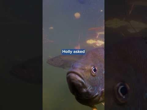 Woman becomes friends with sunfish