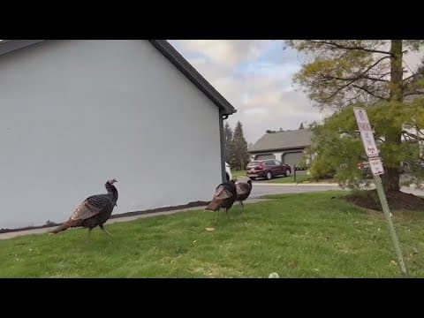 ODNR to capture, relocate wild turkeys in Hilliard