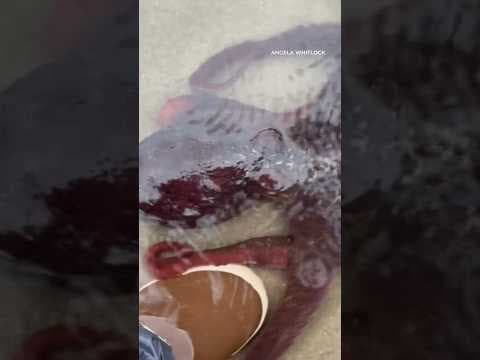 Giant pacific octopus comes up to woman’s feet on Oregon coast