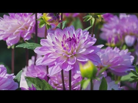 Grow with KARE: All about dahlias
