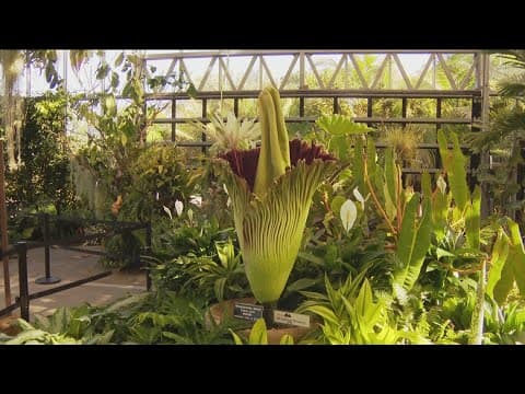 'Stinking Beauty' is only blooming in Encinitas for a short time. Here's how to smell it