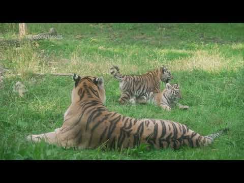 A pair of endangered tiger cubs are raising hopes for conservation of the species