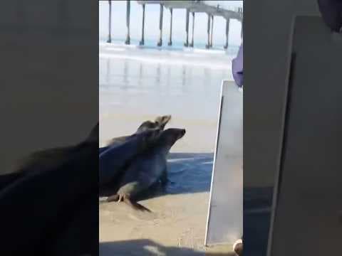Sea lion returns back home to the ocean after it recovered with help from Seaworld #sealion #animal