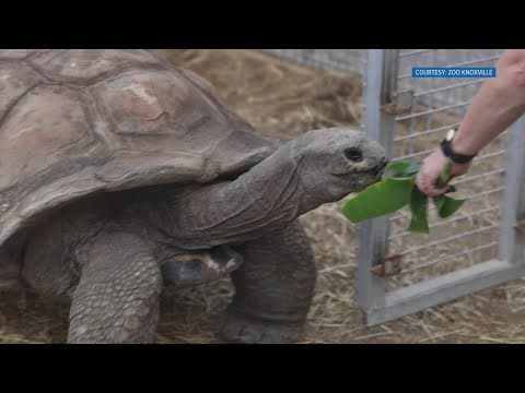 Zoo Knoxville offers 'Buy 1, Get 1 Half Off' tickets in August