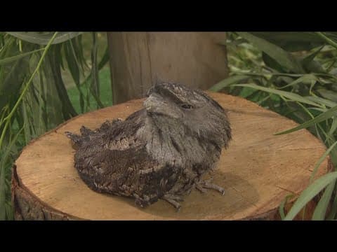 Zoo Day | Tawny frogmouth