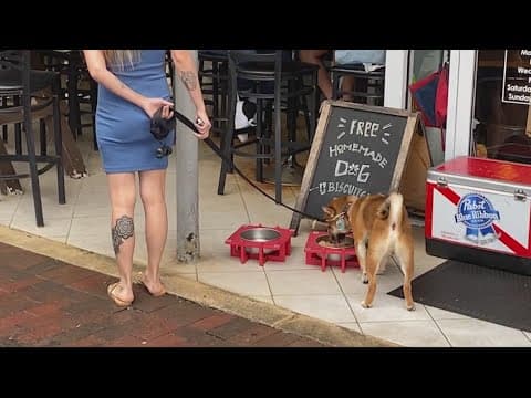 Maryland reports case of mystery dog respiratory illness