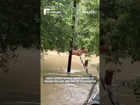 Horses being rescued from Splendora, Texas area following floods