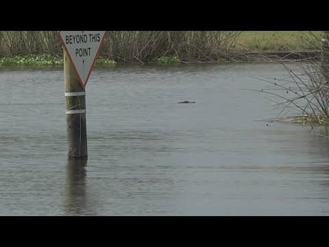 Boy to recover after Flood Protection Authority to install alligator warning signs after attackattac