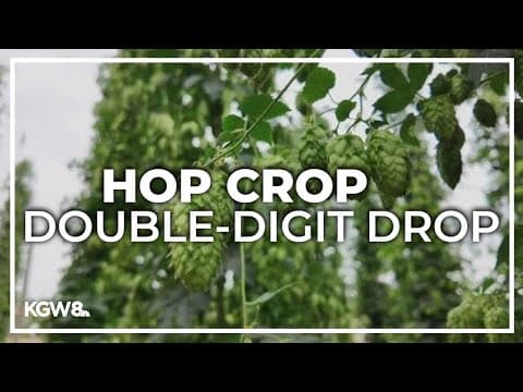 Oregon's hops crop expected to be down for second year in a row