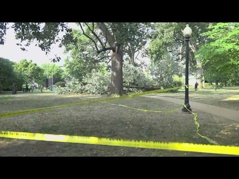 Woman killed after tree falls on her in Southeast DC