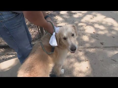 Dog attacked at T.C. Jester Dog Park, owner says