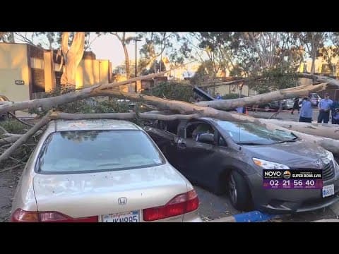 Here's how to tell a tree might topple over after torrential rain