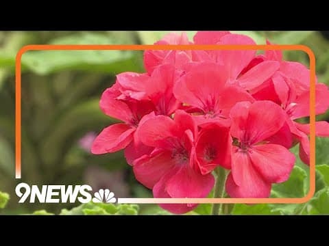 Make your garden picture perfect