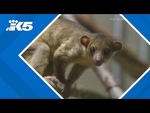 Kinkajou found abandoned at central Washington rest area moved to Tacoma's Point Defiance Zoo