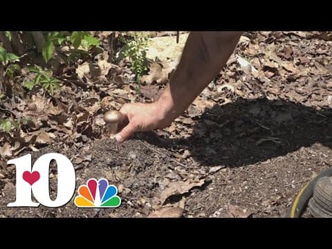Corryton farmer prepares for farmer's market
