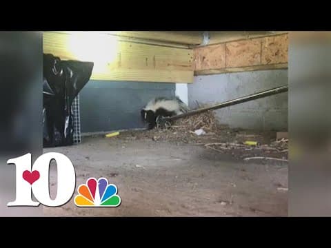 Protecting your home from skunks during breeding season