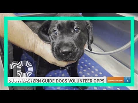Need some puppy love? Southeastern Guide Dogs needs volunteers