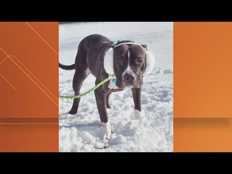 20 dogs face euthanasia in Prince George's Co.
