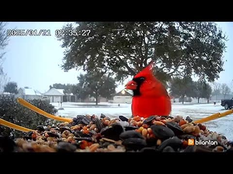 Cardinal in the snow
