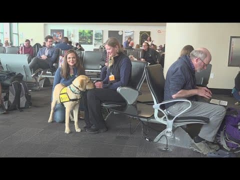 Tracking guide dog training at the San Diego International Airport