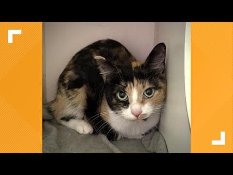 Pets of the Week: 8-30-2025