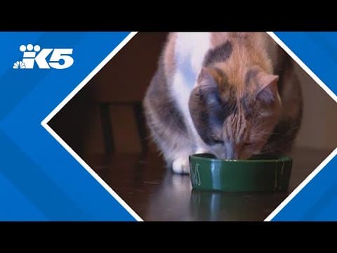 Cats infected with bird flu after eating raw pet food in Washington; how to keep your pets safe