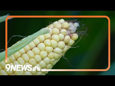 Corn causing increased humidity and mugginess