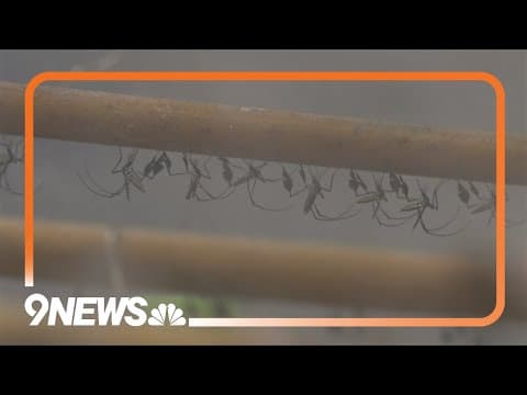 Colorado West Nile cases, deaths continue to climb