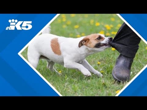 Dog attacks on postal workers at a 7-year high